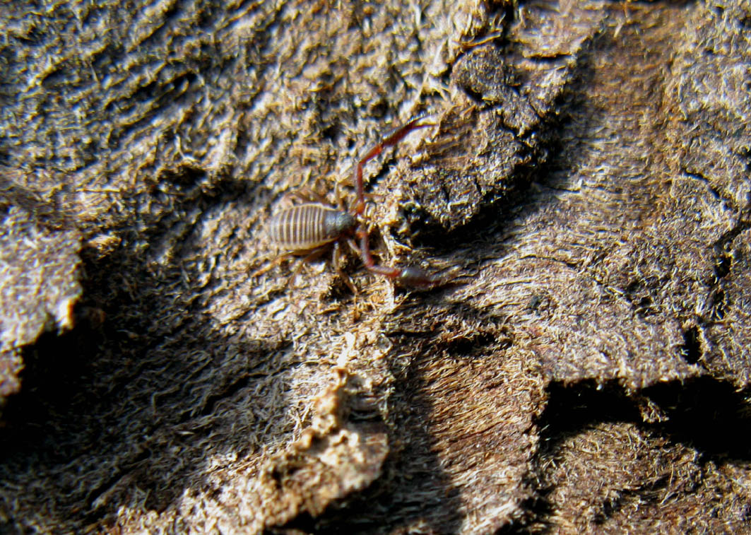 Cheliferidae sotto corteccia di ciliegio